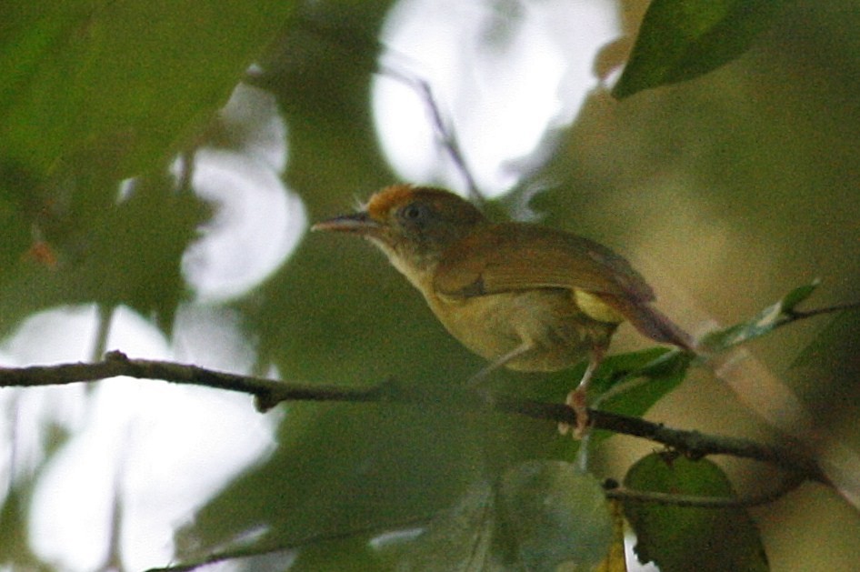 Tawny-crowned Greenlet - ML54813721