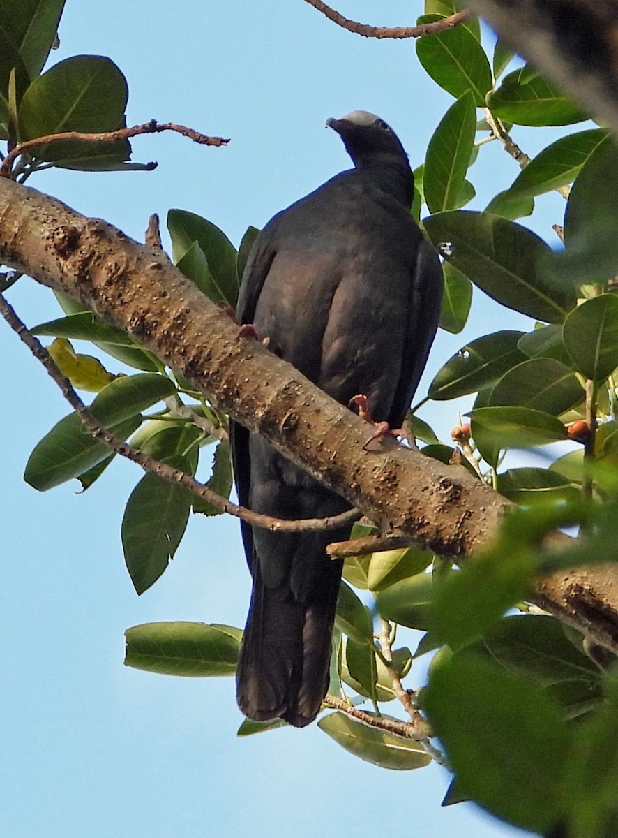 White-crowned Pigeon - Mark Penkower