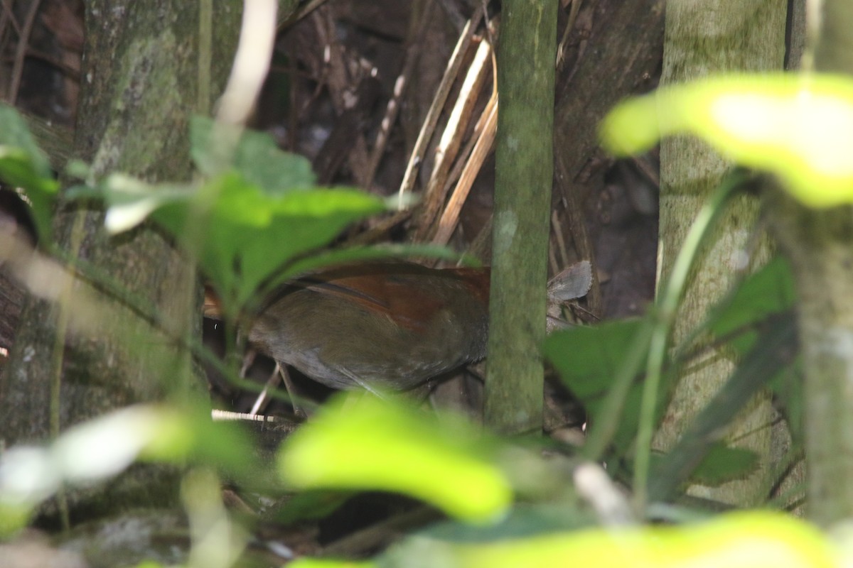 Rufous-capped Spinetail - ML548139311