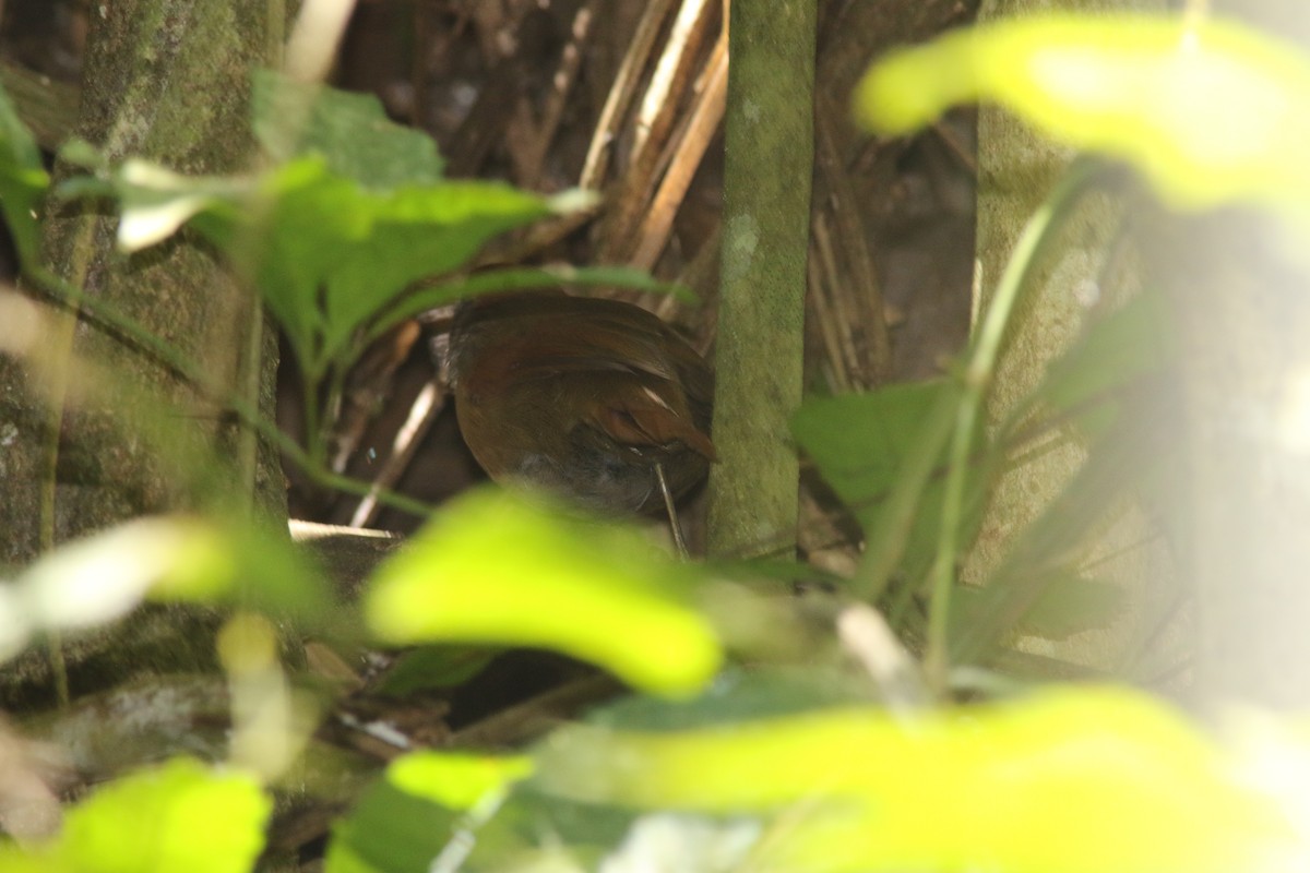 Rufous-capped Spinetail - ML548139341
