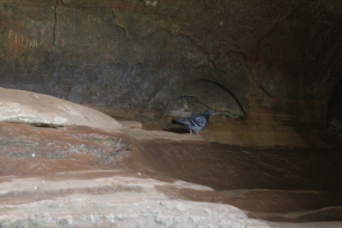 Rock Pigeon (Feral Pigeon) - ML548142671