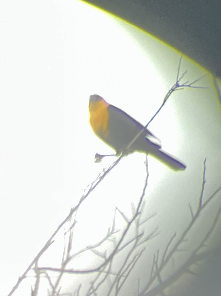Yellow-headed Blackbird - ML548143131