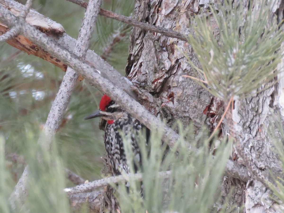 eBird Checklist 21 Mar 2023 Lake Walcott SP 10 species