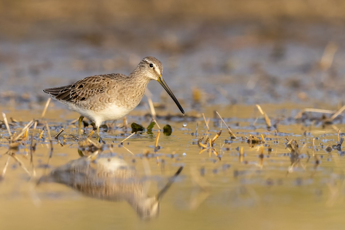 Long-billed Dowitcher - ML548144721