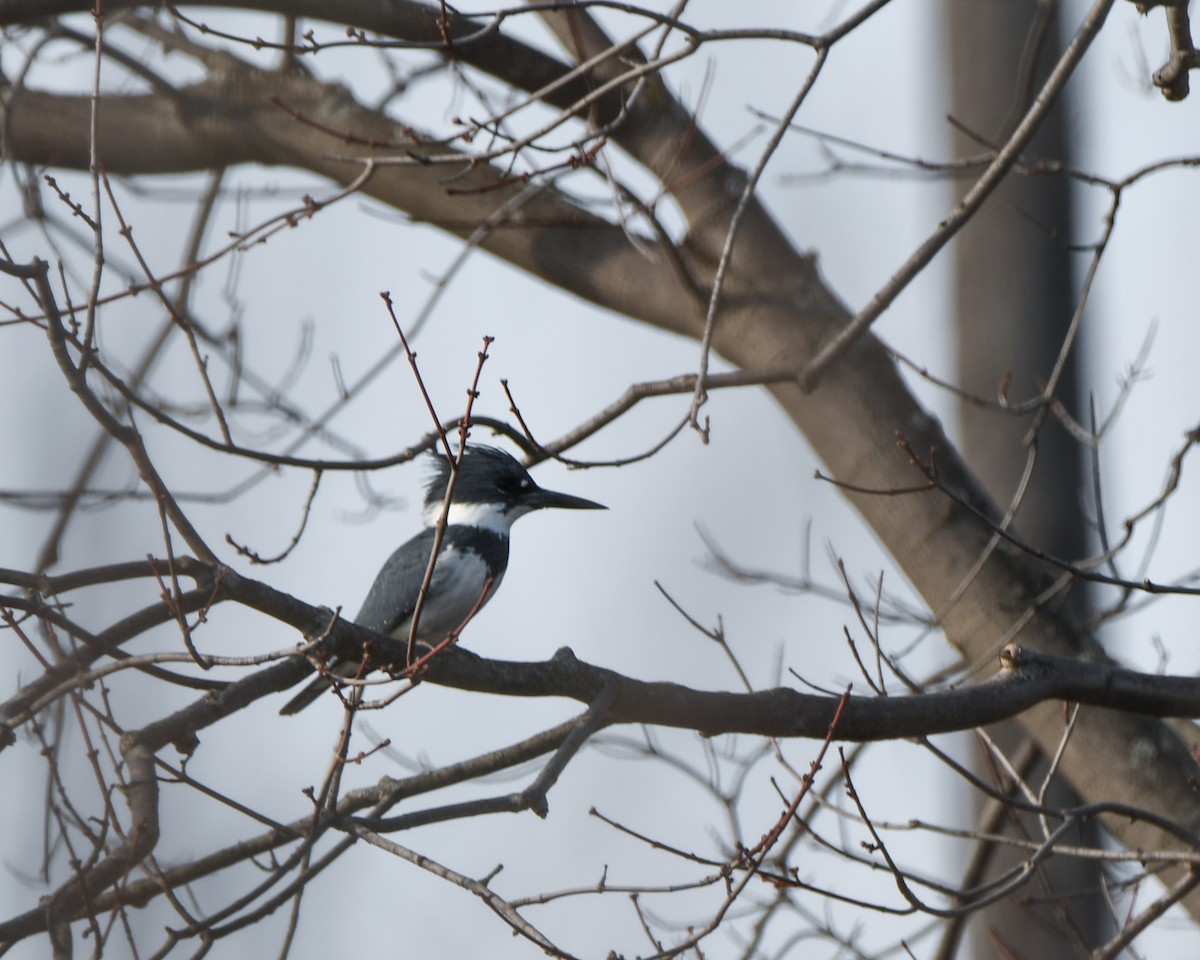 Belted Kingfisher - ML548145201