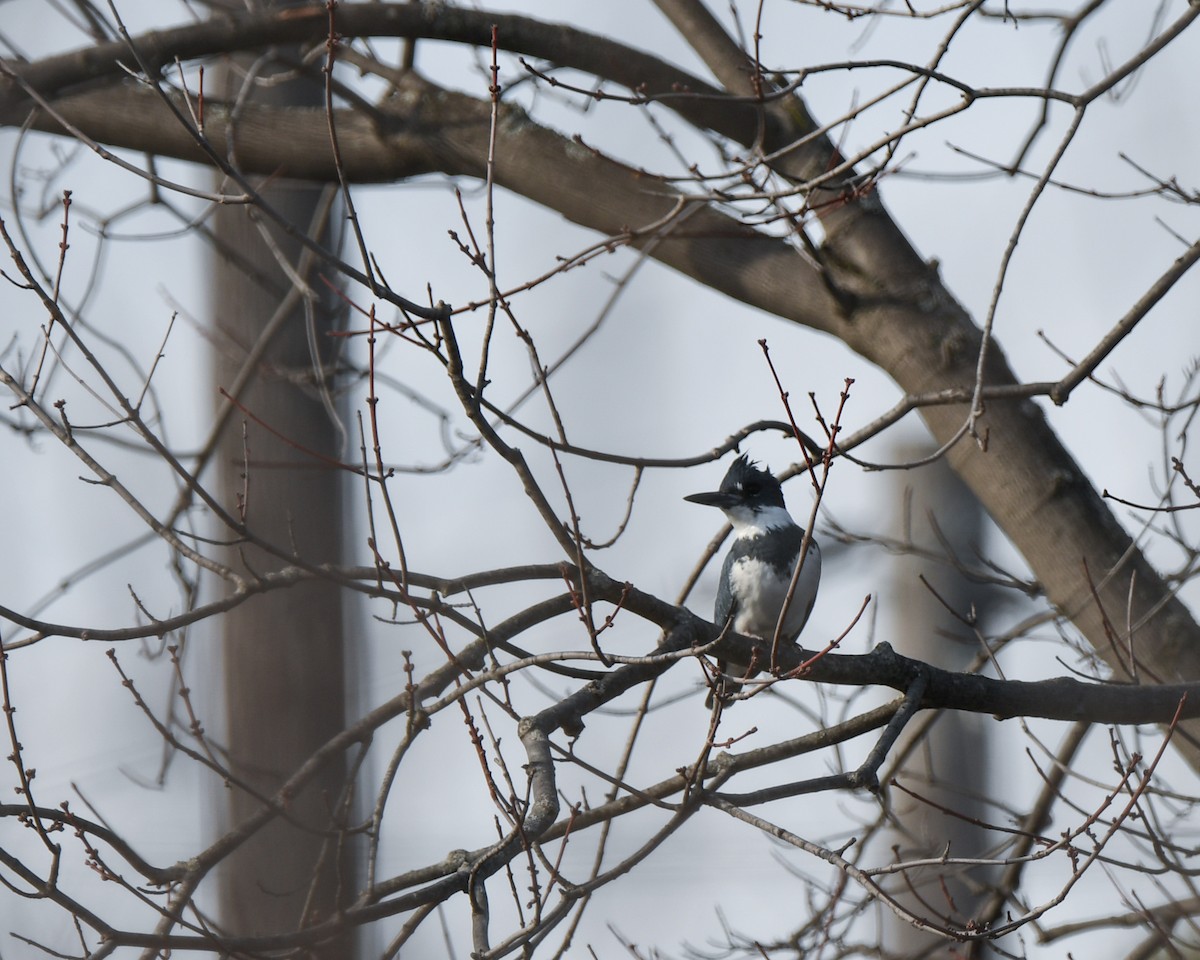 Belted Kingfisher - ML548145211