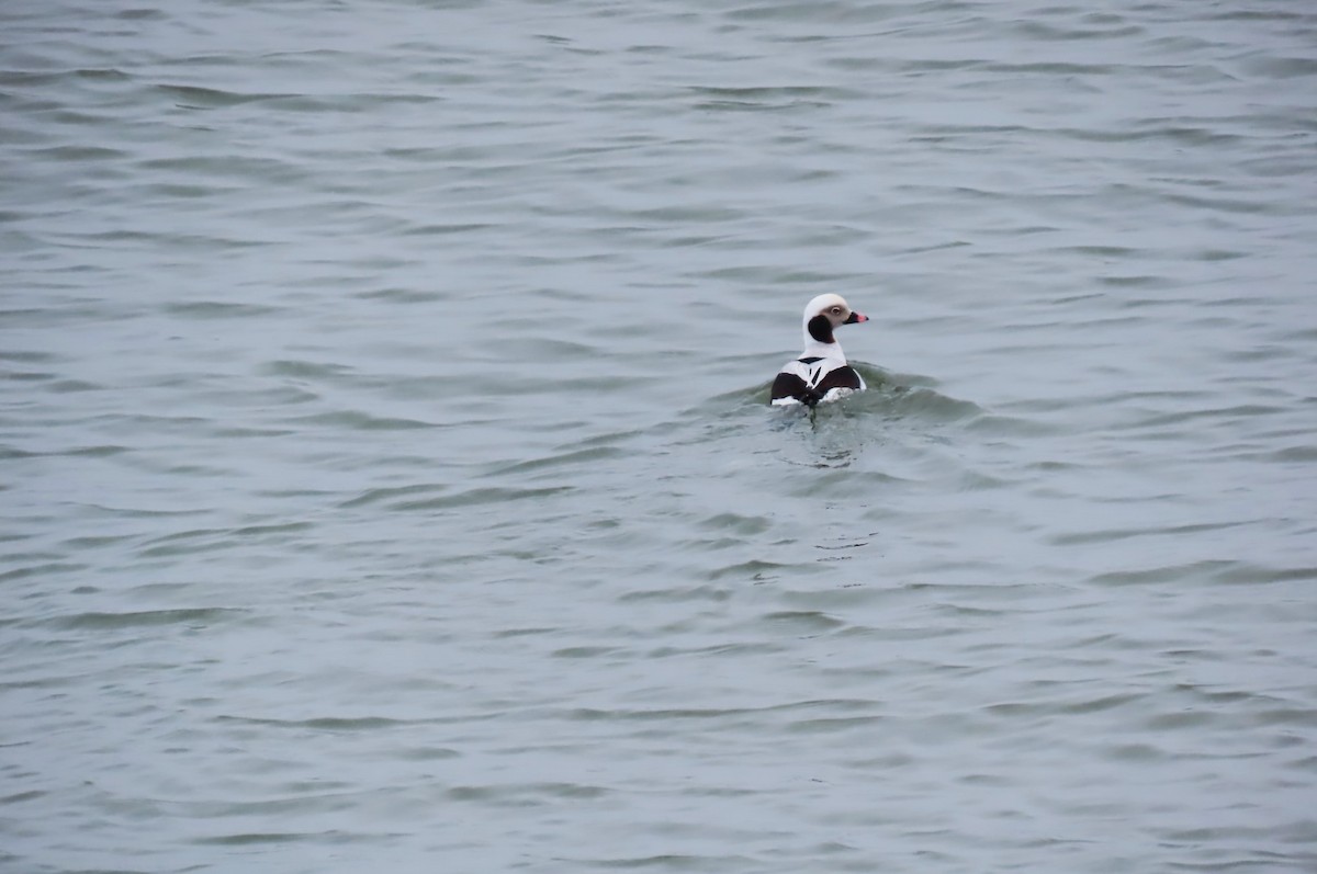 Long-tailed Duck - ML548146431