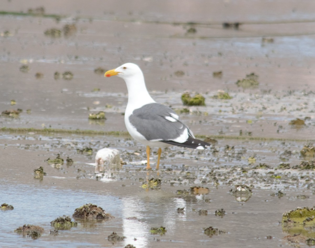 Yellow-footed Gull - ML548148731