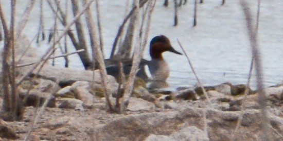 Green-winged Teal - ML548152901