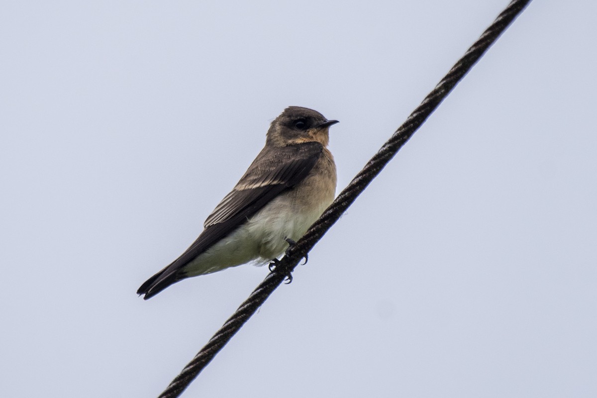 Southern Rough-winged Swallow - ML548154401