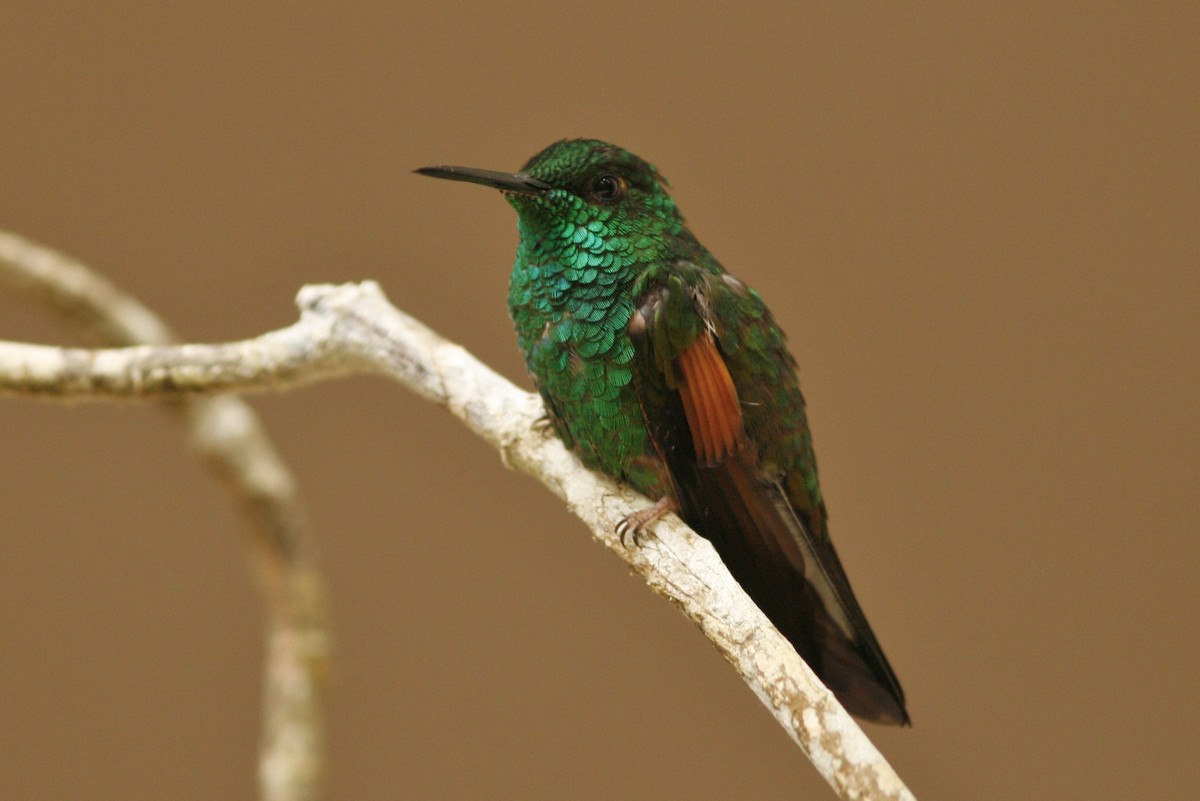 Stripe-tailed Hummingbird - Oscar Johnson