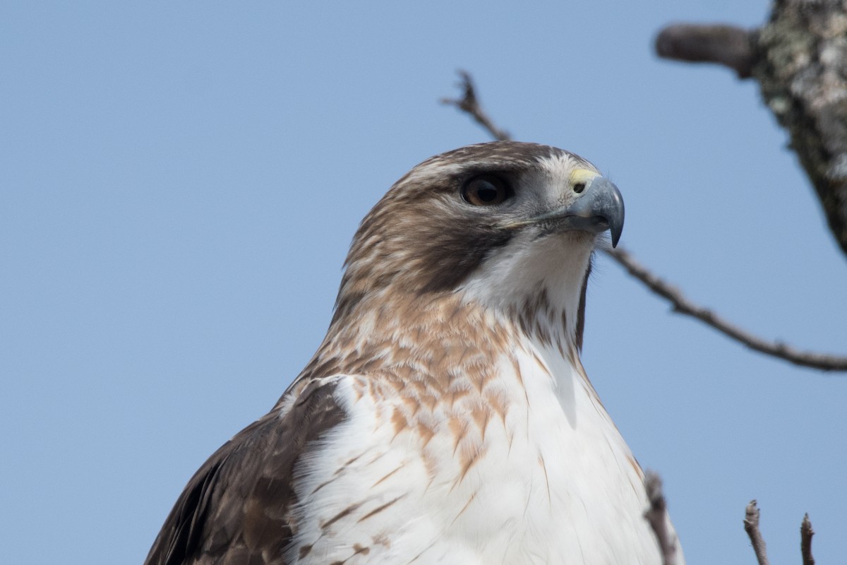 Red-tailed Hawk - ML548163261