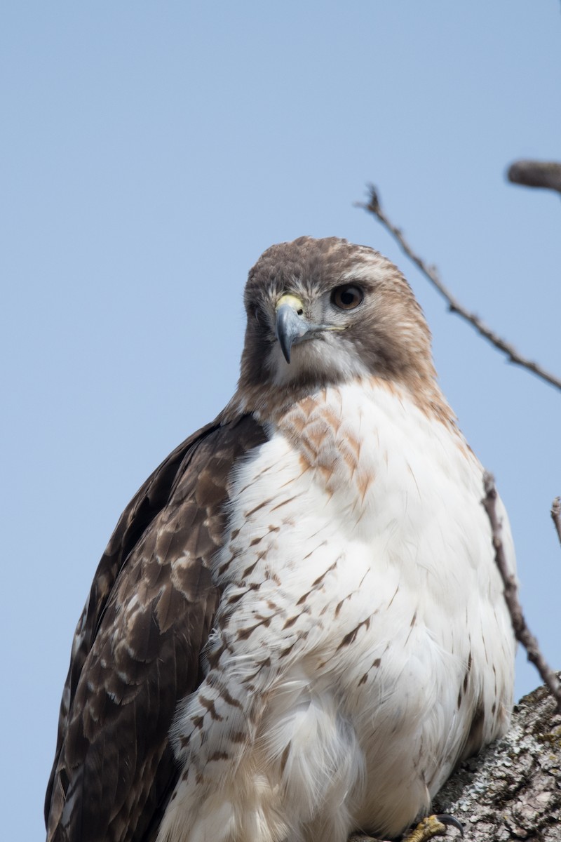 Red-tailed Hawk - ML548163271