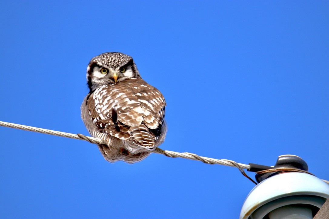 Northern Hawk Owl - ML548163521