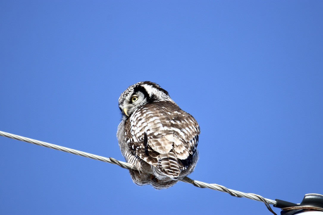 Northern Hawk Owl - ML548163591
