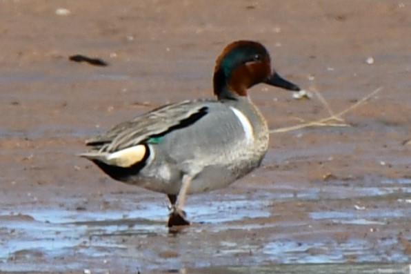 Green-winged Teal - ML548170031