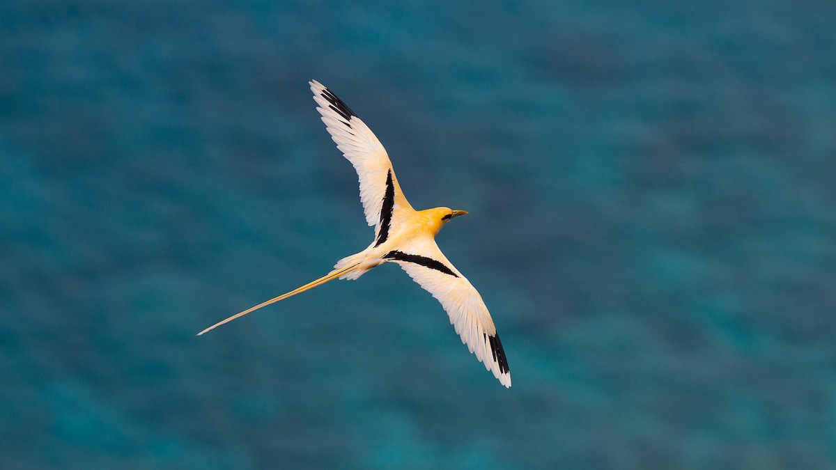 White-tailed Tropicbird (Golden) - ML548171251