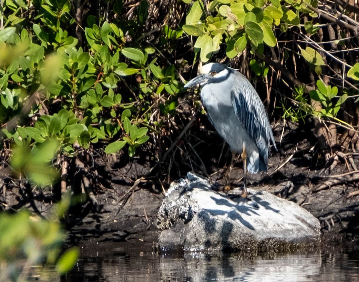 eBird Checklist 20 Mar 2023 Merritt Island NWRBlack Point