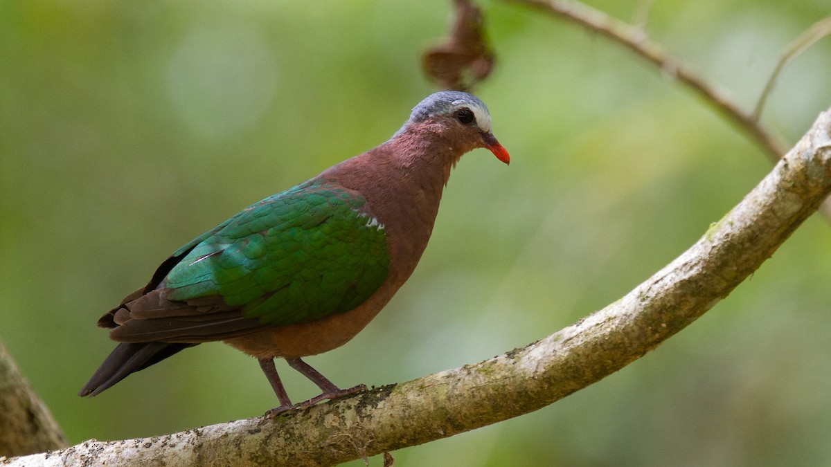 Asian Emerald Dove - Robert Tizard