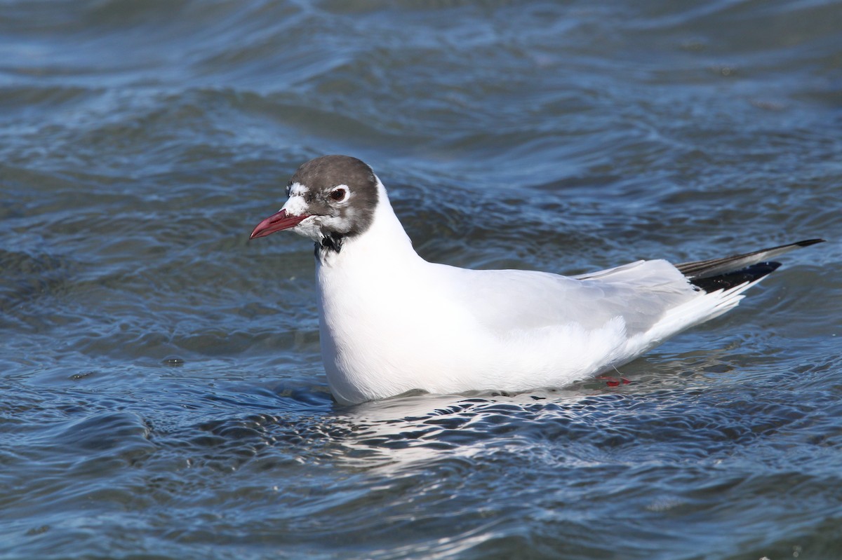 Mouette rieuse - ML548174071