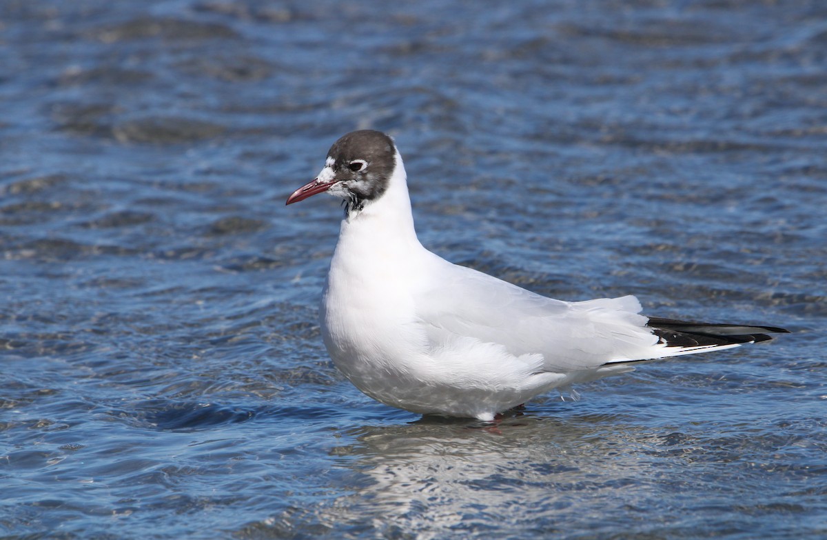 Mouette rieuse - ML548174101