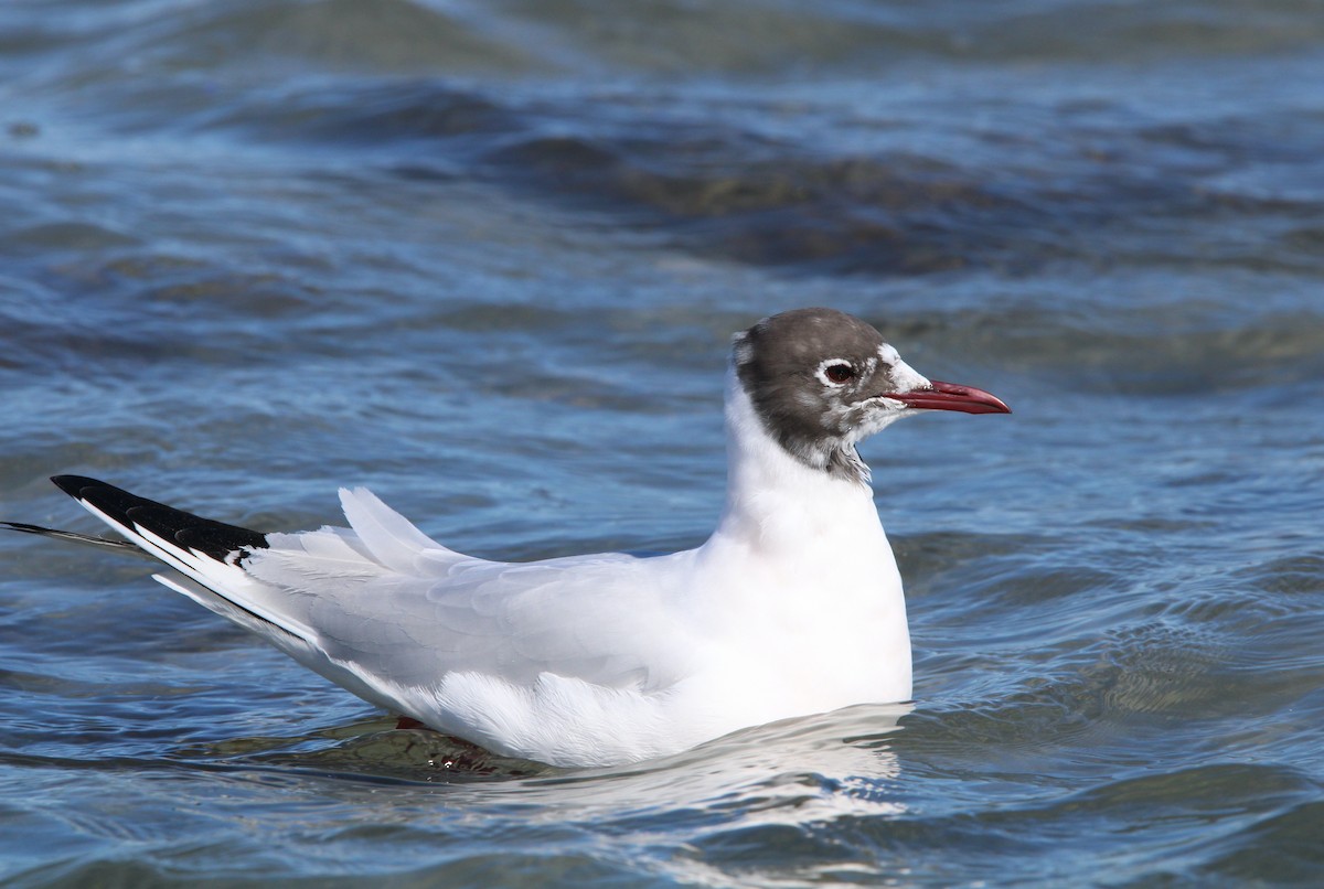 Mouette rieuse - ML548174111
