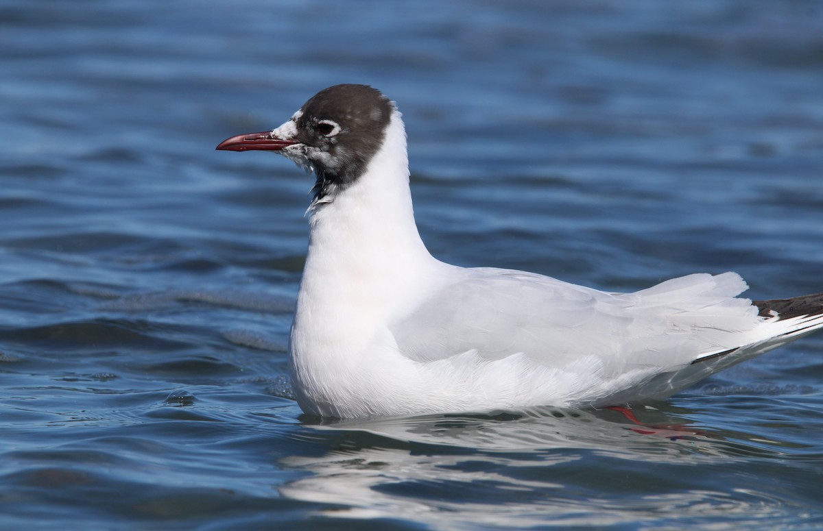 Mouette rieuse - ML548174141