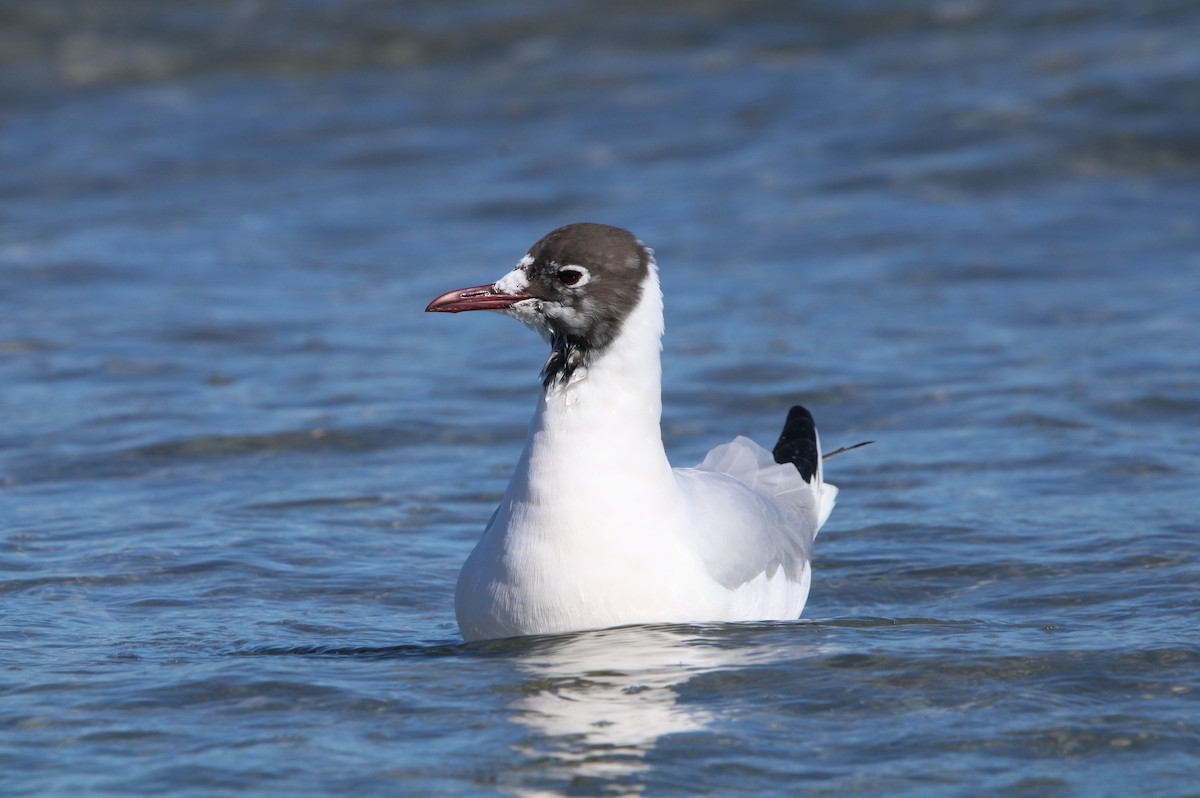 Mouette rieuse - ML548174171