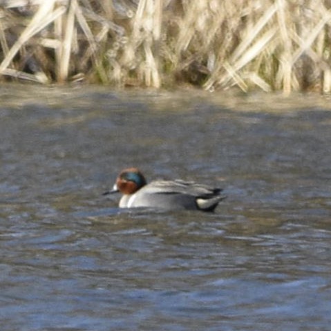 Green-winged Teal - ML548177001