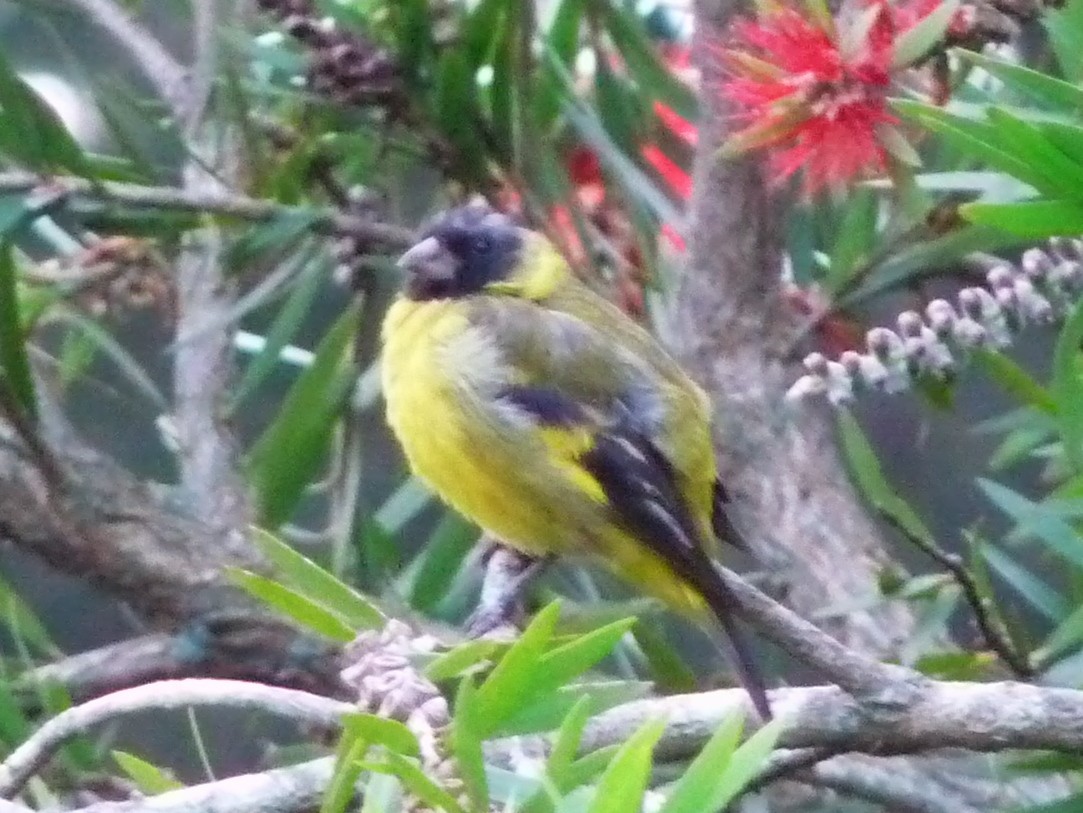 Hooded Siskin - ML548178031
