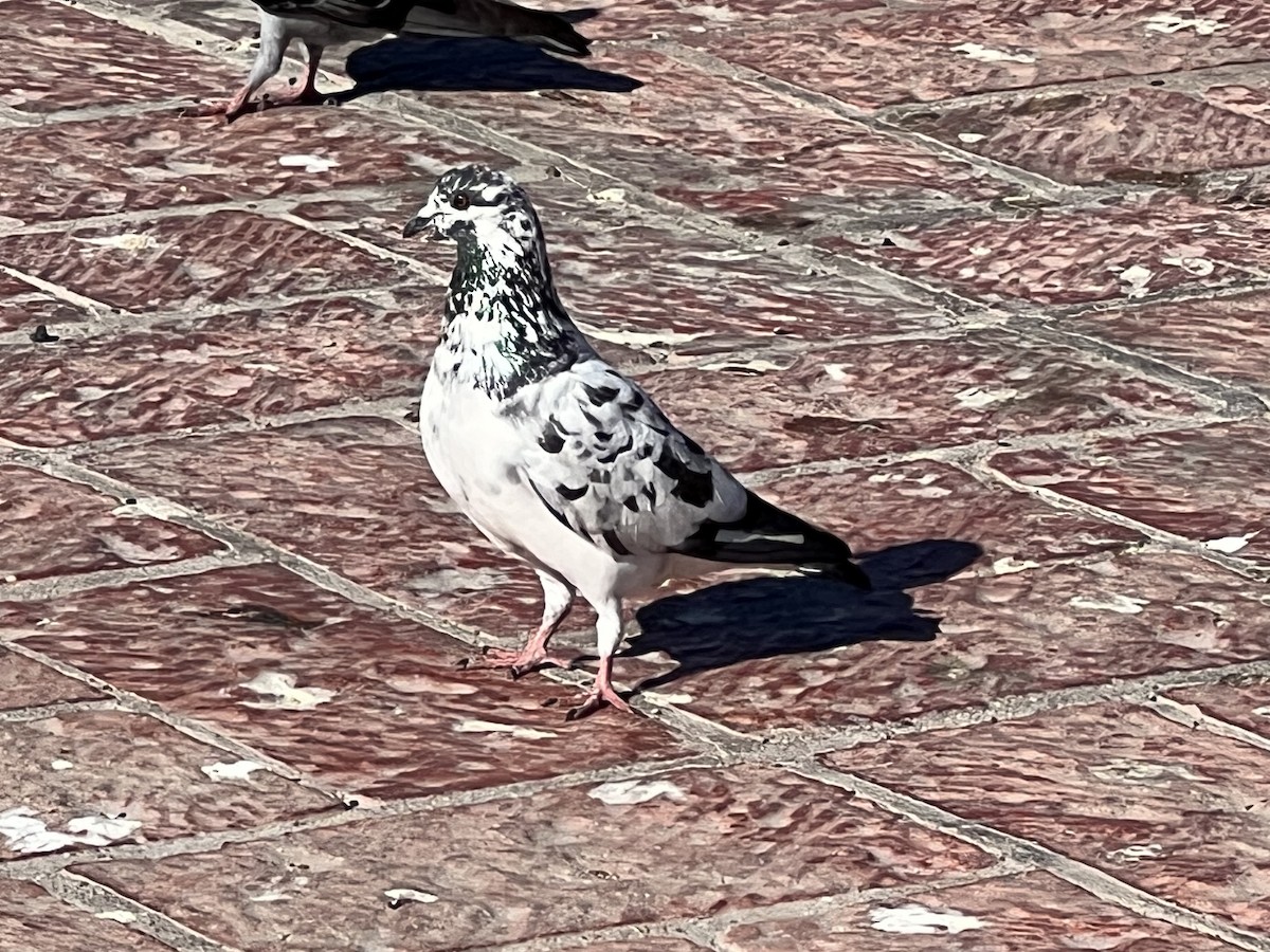 Rock Pigeon (Feral Pigeon) - ML548180581