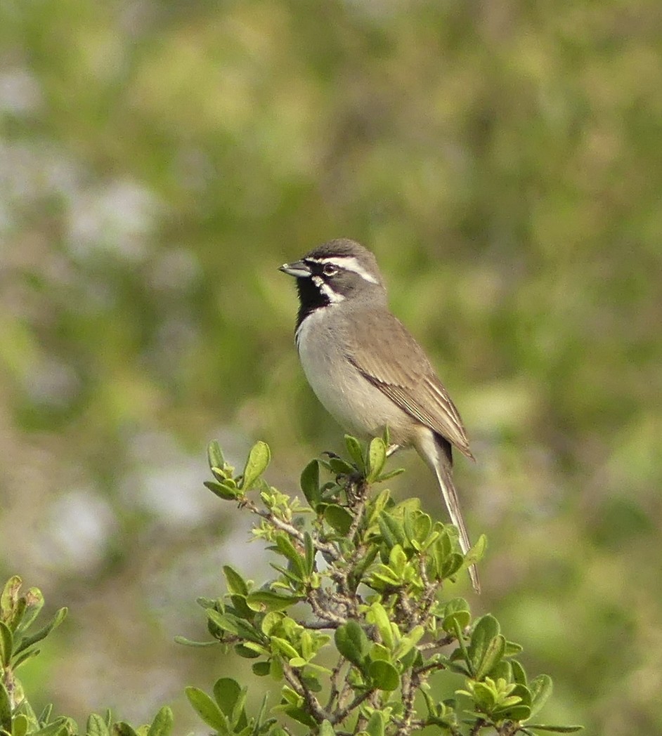 Black-throated Sparrow - ML54818231