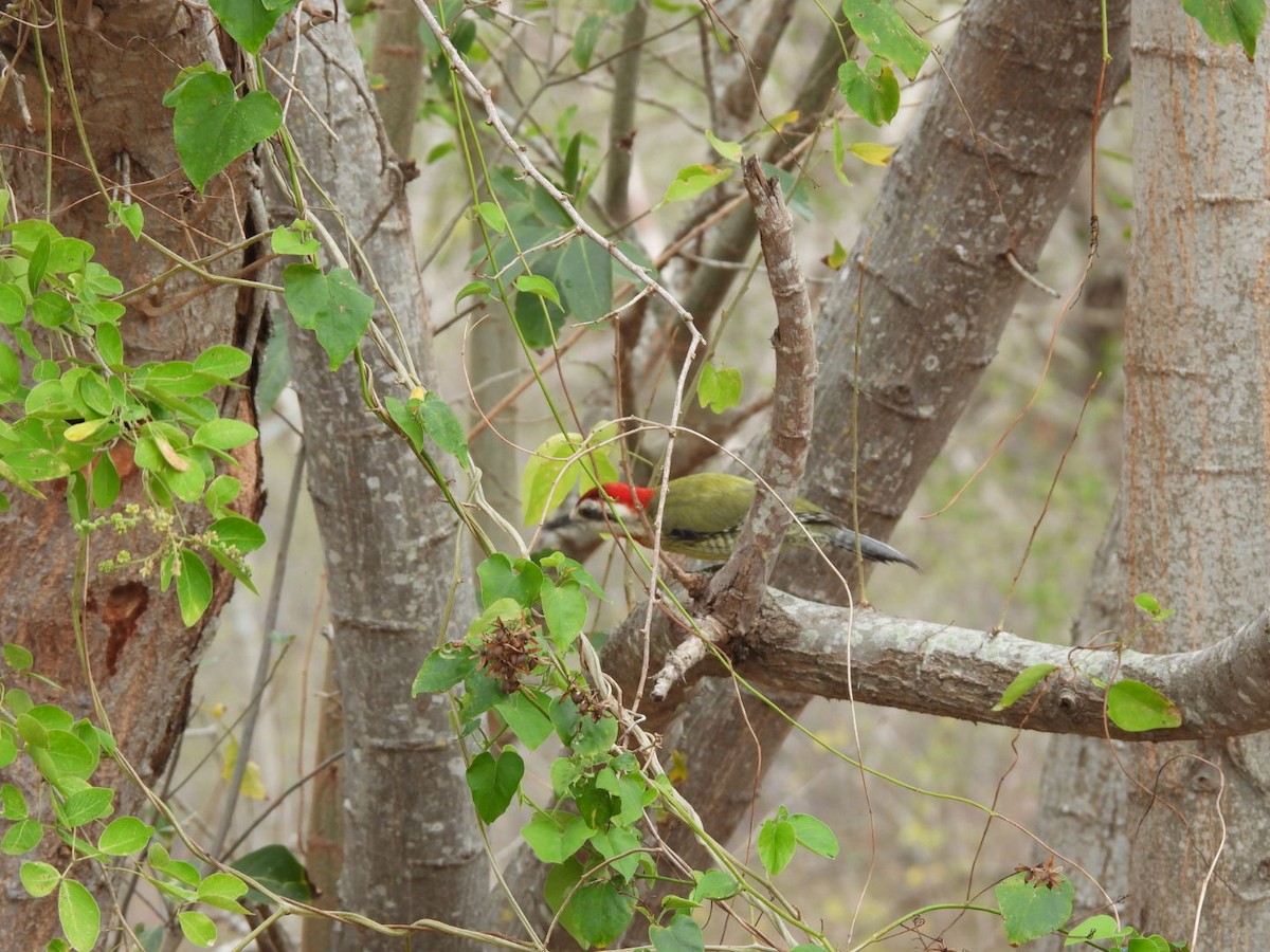 Cuban Green Woodpecker - ML548183221