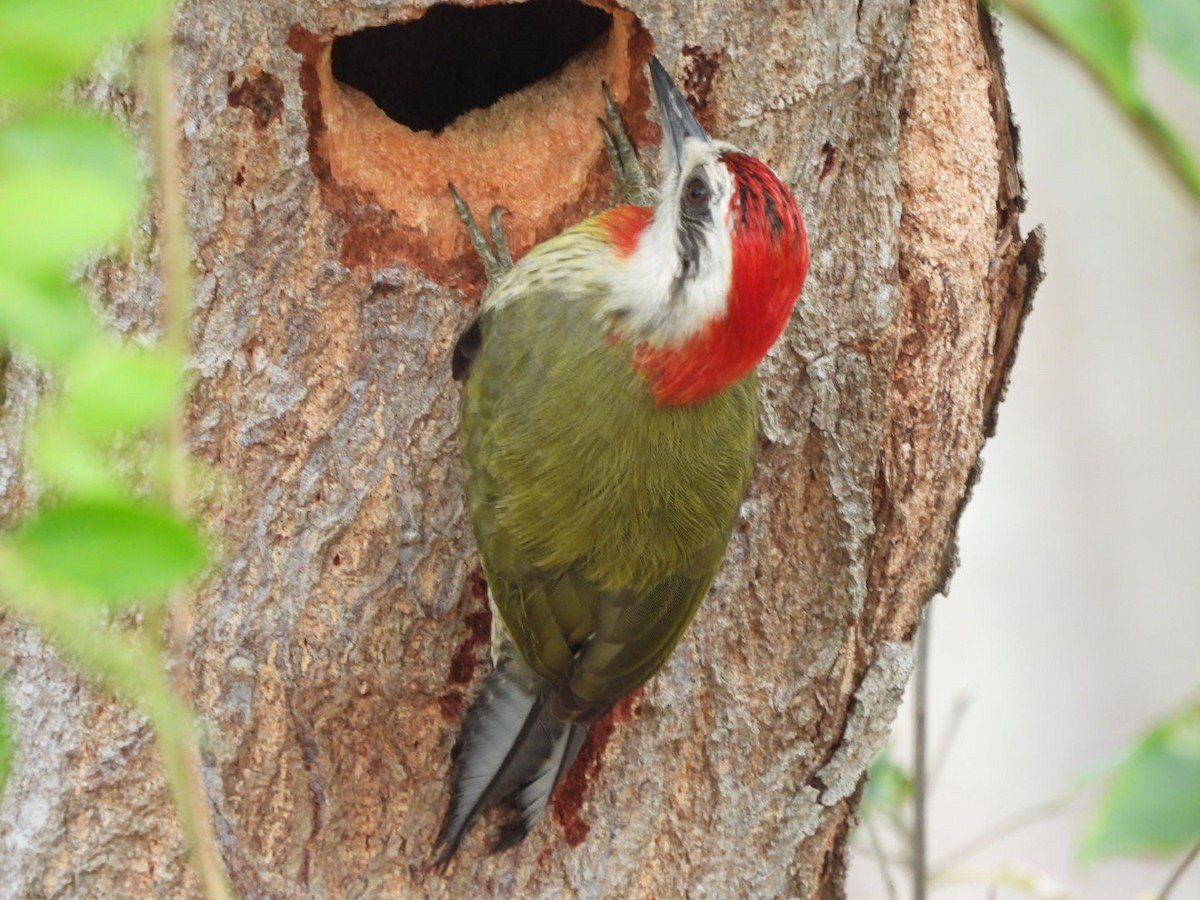 Cuban Green Woodpecker - ML548183361