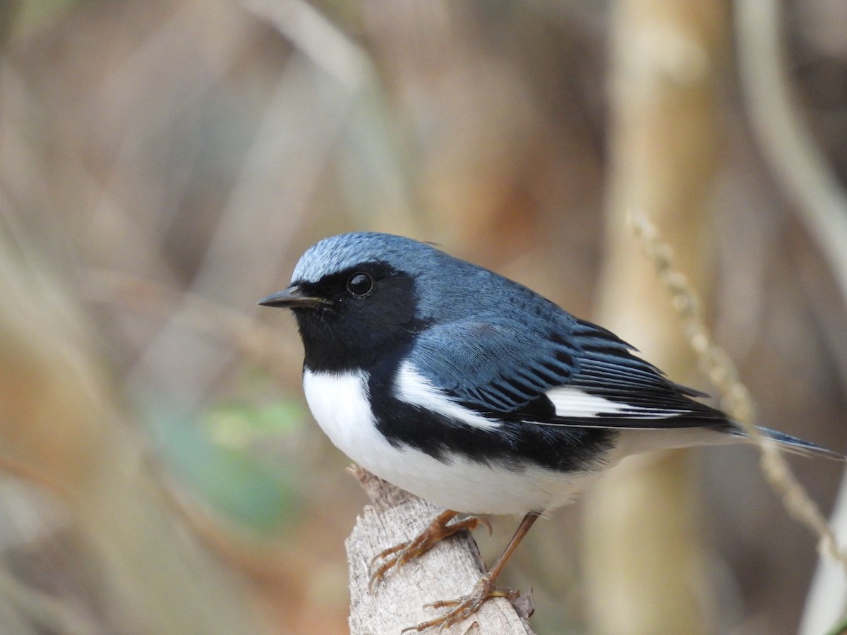 Black-throated Blue Warbler - william gray