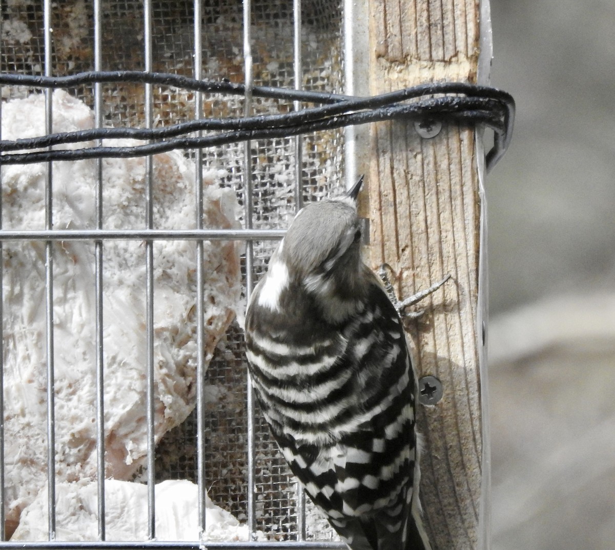 Japanese Pygmy Woodpecker - ML548185001