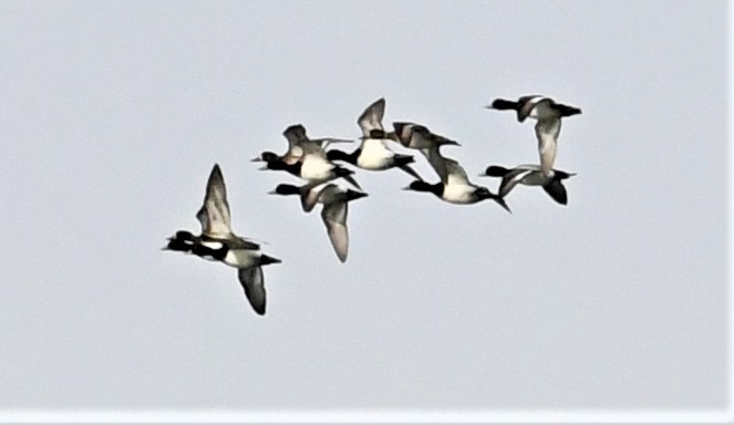 Greater/Lesser Scaup - Kevin F