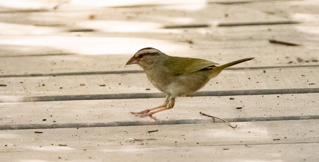 Olive Sparrow (Pacific) - manuel grosselet