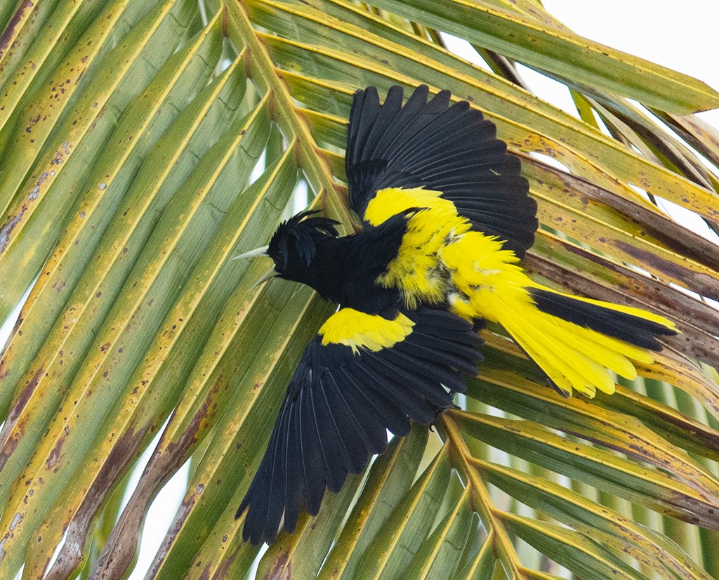 Yellow-winged Cacique - ML548187111