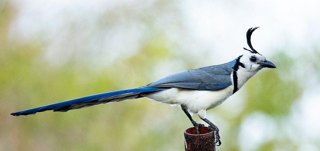 White-throated Magpie-Jay - manuel grosselet