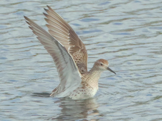 Formative Sharp-tailed Sandpiper. - Sharp-tailed Sandpiper - 