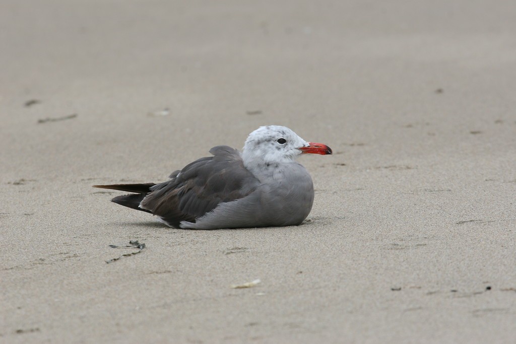 Heermann's Gull - Robert Tizard