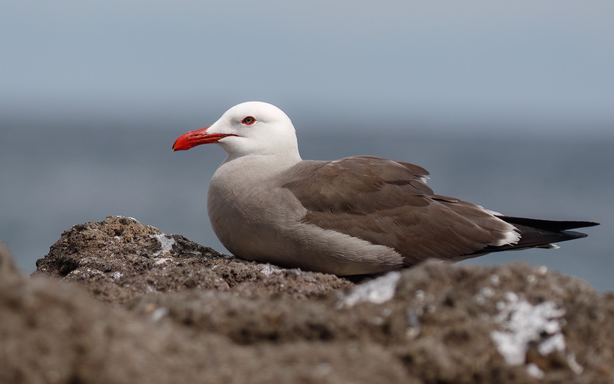 Heermann's Gull - Ethan Denton