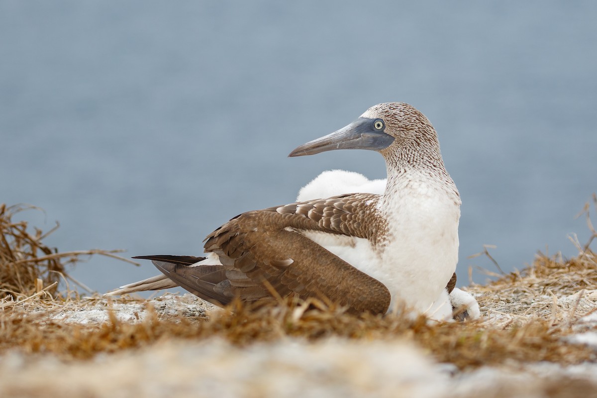 Blue-footed Booby - ML548191961