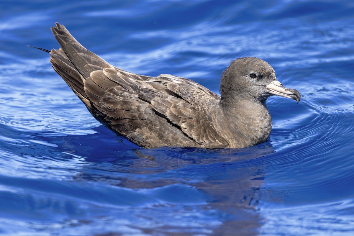 Flesh-footed Shearwater - ML548200851