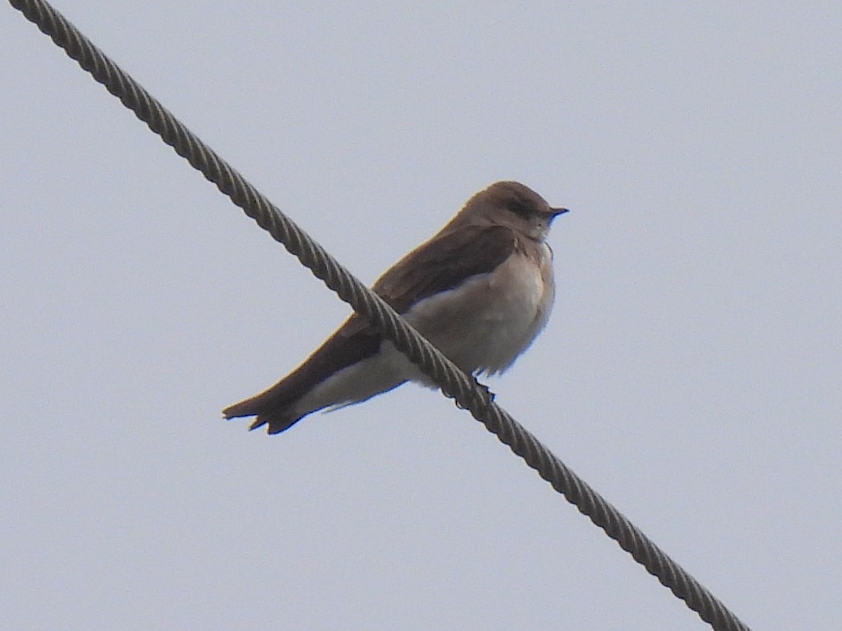Northern Rough-winged Swallow - ML548206461