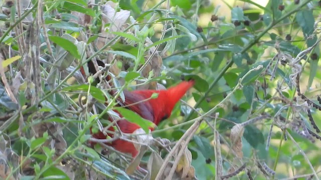 Northern Cardinal (Long-crested) - ML548208501