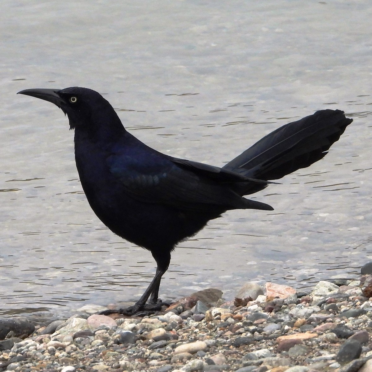 Great-tailed Grackle - ML548213791