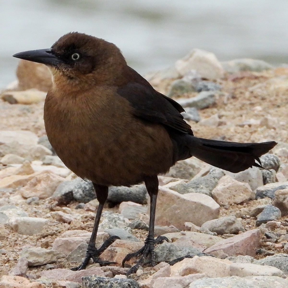 Great-tailed Grackle - ML548213811
