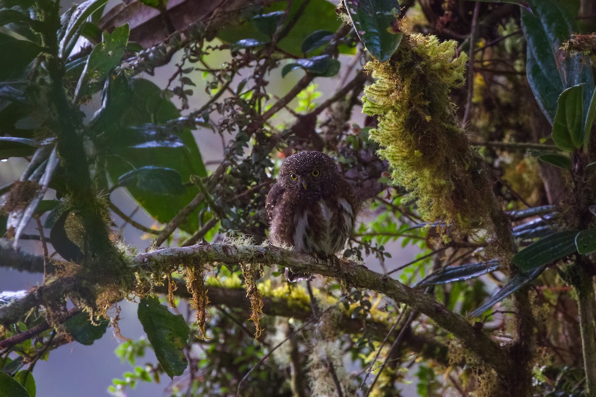 Costa Rican Pygmy-Owl - ML548214801